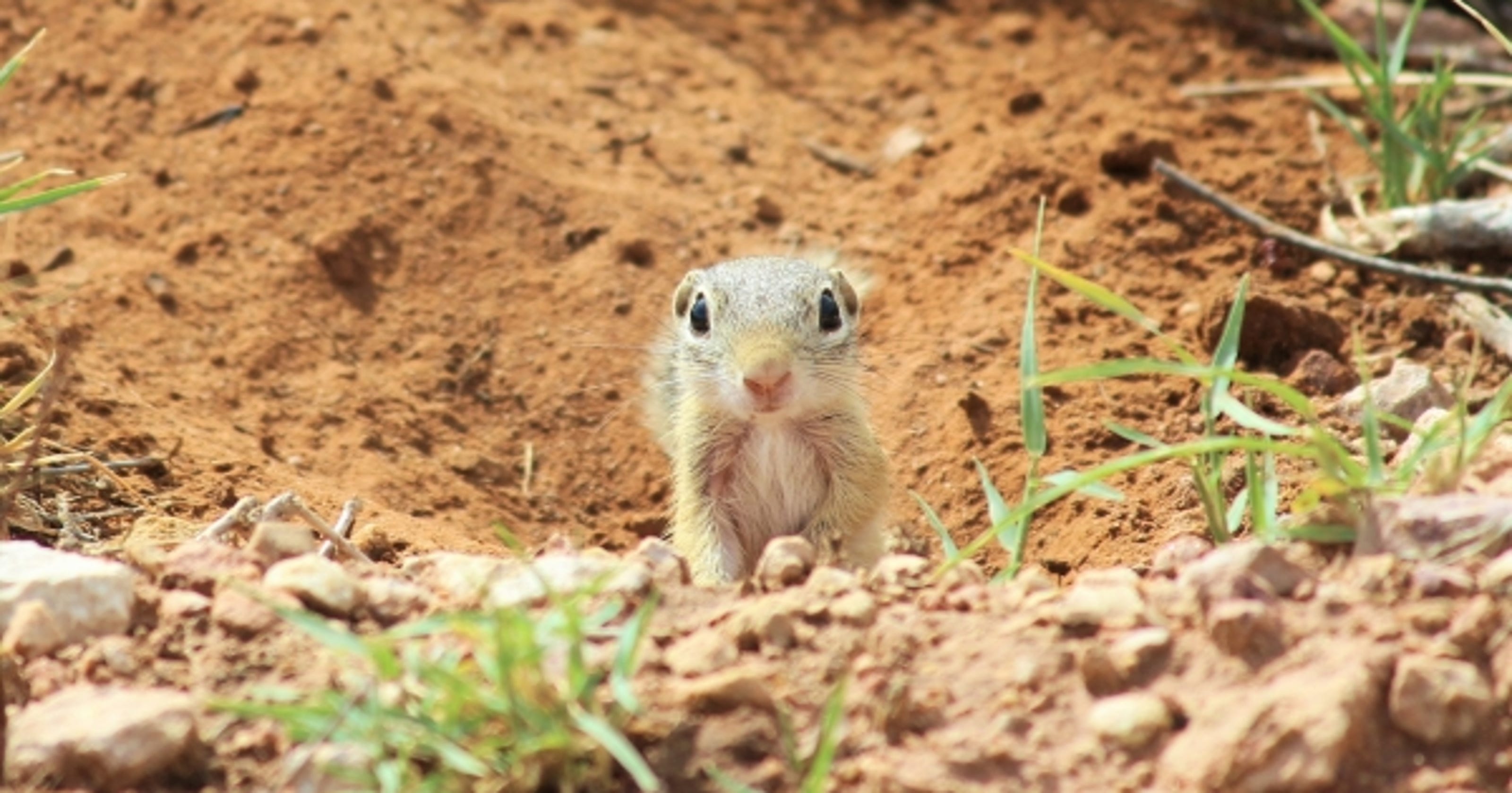 WILD ABOUT TEXAS Ground squirrels are small and busy