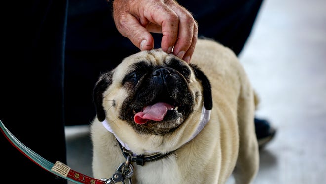 Ivy Lee, a pug, enjoys her head being scratched during a party celebrating the city of Jackson receiving a grant for a dog park at The Ballpark at Jackson in Jackson, Tenn., Friday, July 27, 2018.