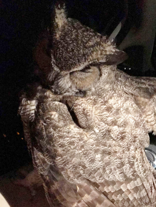 Injured Owl In Rehab After Trapping Arizona Teen In Car