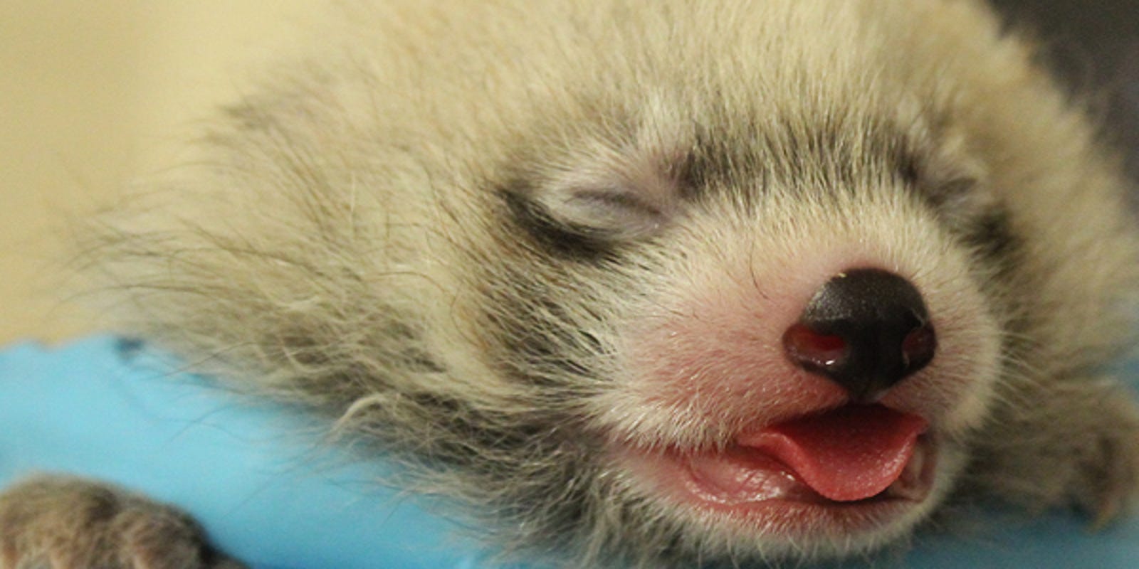 See The Red Panda Cub Born At The Binghamton Zoo At Ross Park