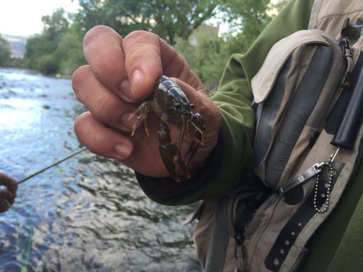 Guide Mike Sexton found this crayfish in the Truckee