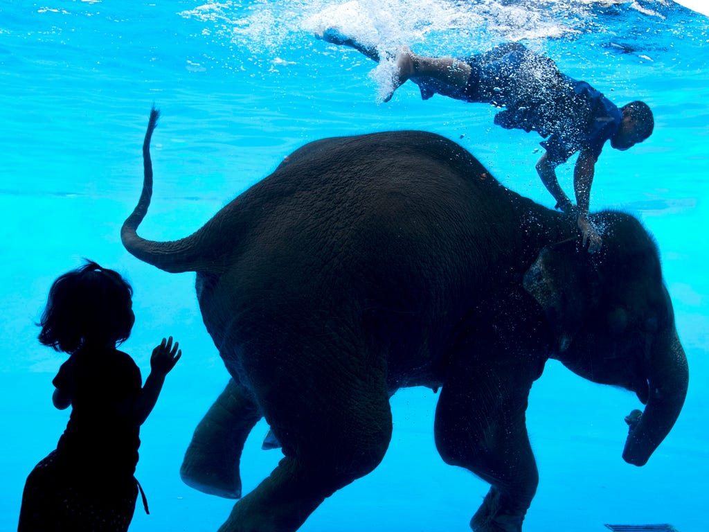 A young visitor looks at an 8-year-old female elephant named Saen Dao swimming and diving with a Thai mahout inside a glass panel swimming pool at Khao Kheow Zoo in Thailand. The elephant swimming and diving performance is held to educate visitors ab