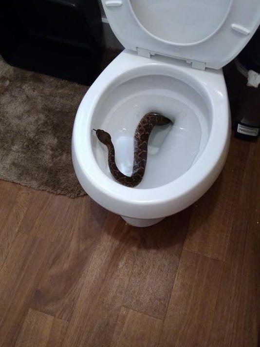24 rattlesnakes found in Texas house including one in the toilet
