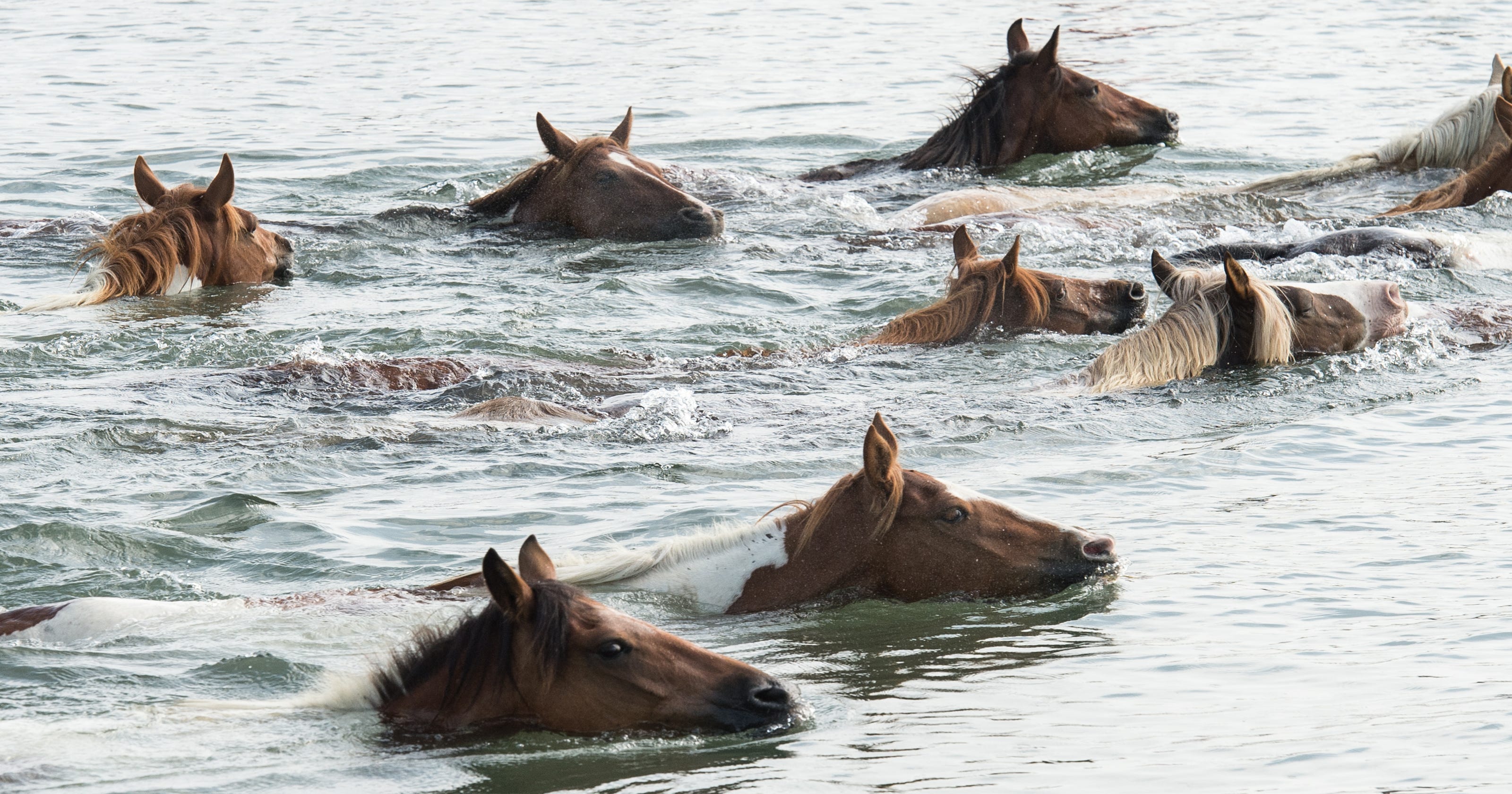Chincoteague Pony Swim 2018 Everything to know about Pony Penning week