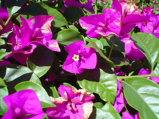 Desert bougies can provide great color to your garden