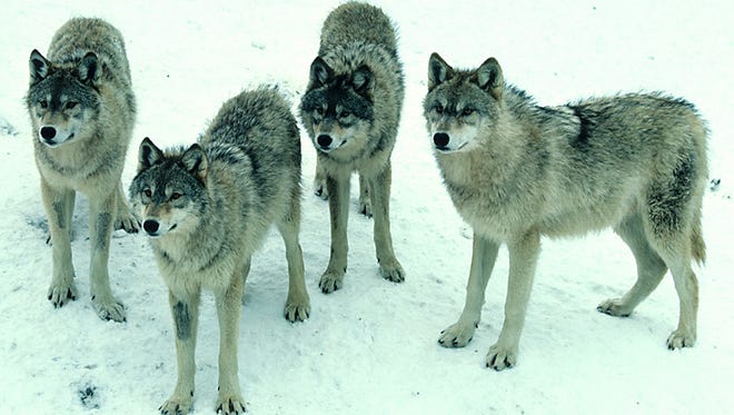 Wisconsin’s minimum wolf population was recently estimated at nearly 900.