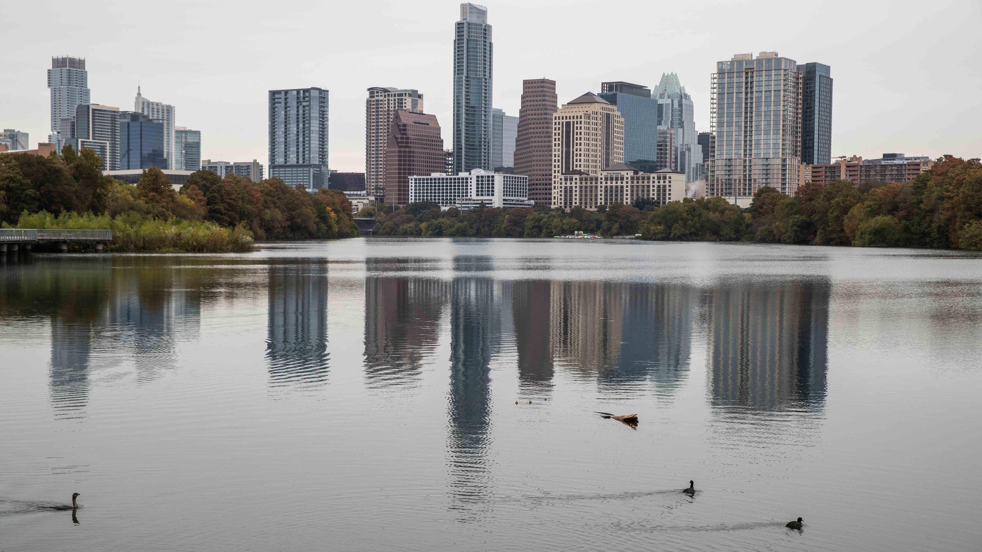Alligator At Lady Bird Lake Not Common Officials Say Alligator At Lady Bird Lake Not Common Officials Say