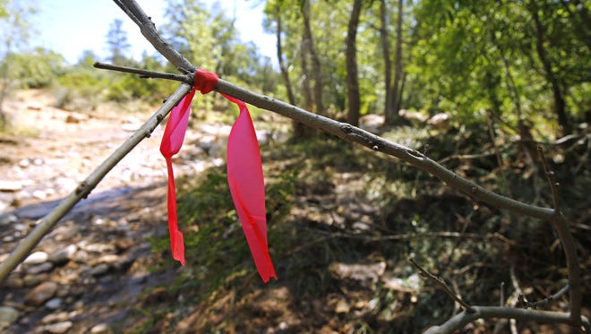 Flagging marks an area that has been searched near the Water Wheel campground in the Tonto National Forest on Monday near Payson.