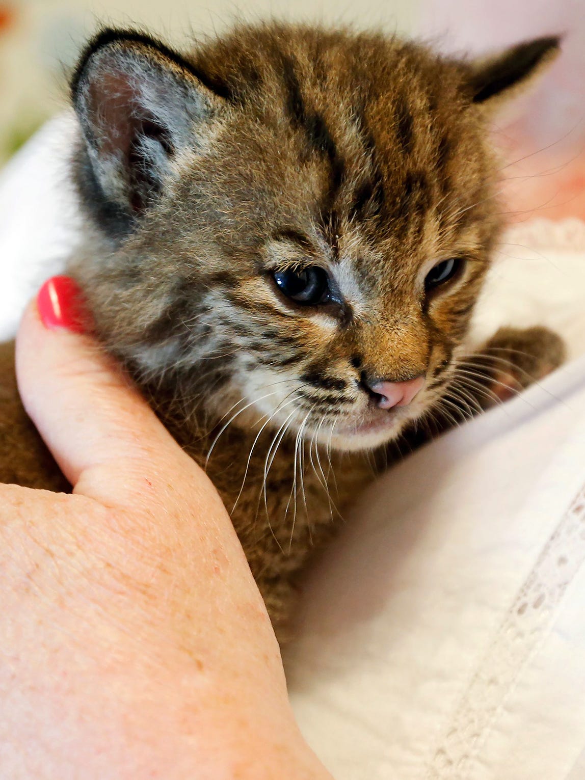 Rabies Fears Bobcat Kitten Euthanized After It Bit Man Who Found Her Rabies Fears Bobcat Kitten Euthanized After It Bit Man Who Found Her