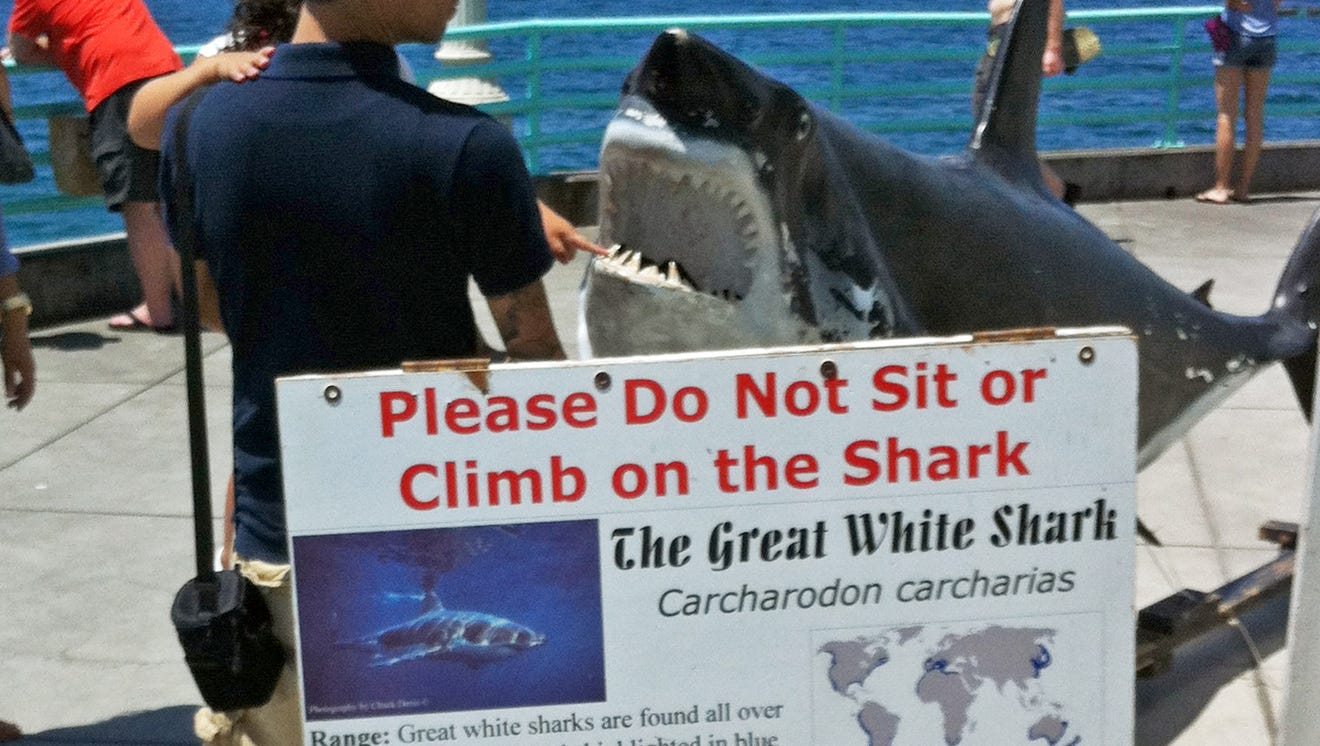 Despite more great white sharks, attacks on humans rare
