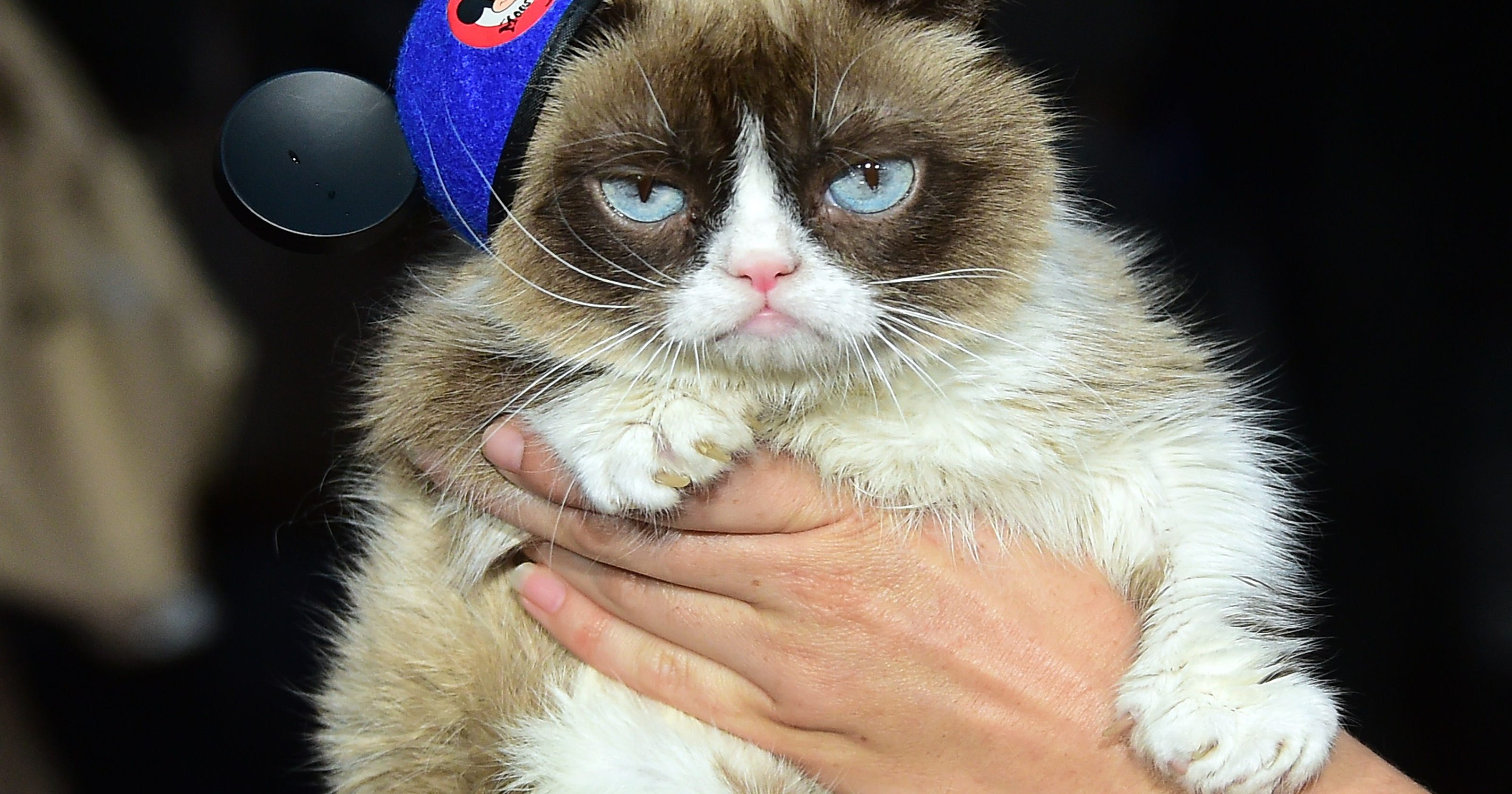 Grumpy Cat wins $710,000 in copyright infringement lawsuit