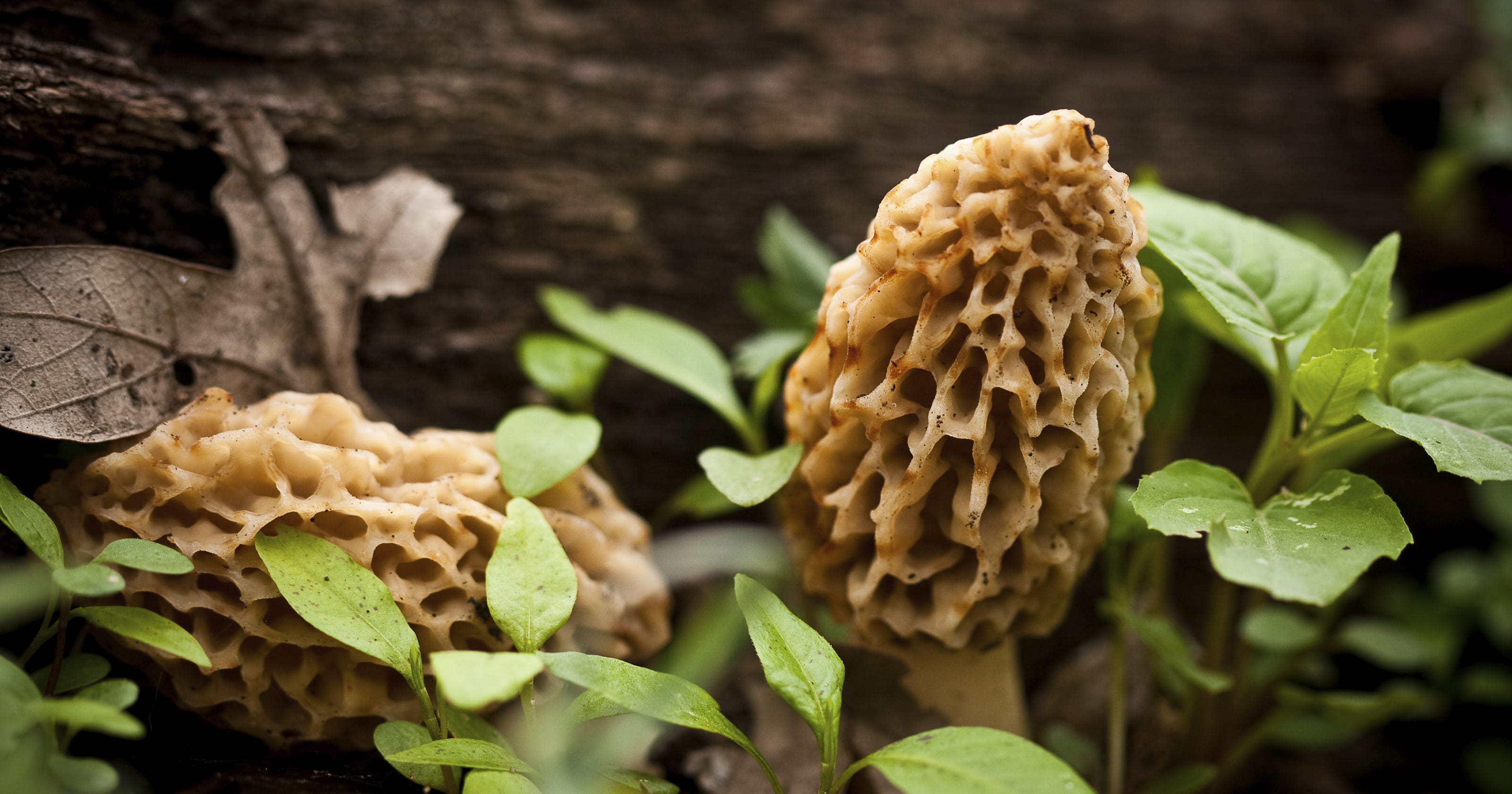 Indiana Morel Mushroom Progression Map Maping Resources