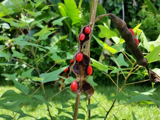 How to attract hummingbirds to your garden