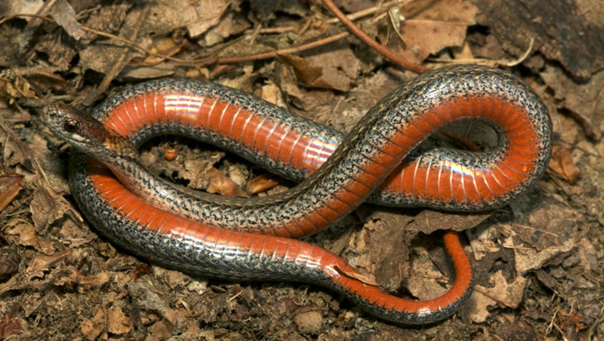 Wisconsin Snakes Among Creatures Below Our Radar Woodland Dunes