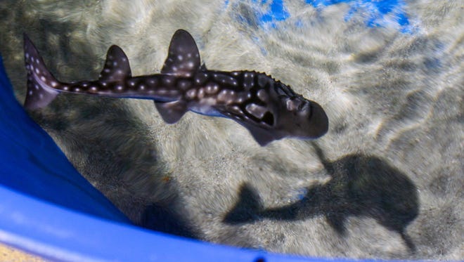 A team of aquatic biologists from the Newport Aquarium take on the task of raising shark ray pups in an off-campus location in Newport. This litter of pups is the first of its species to live under professional care, as they each spend the first portion of their lives swimming around in tanks filled with 1000-gallons of water.