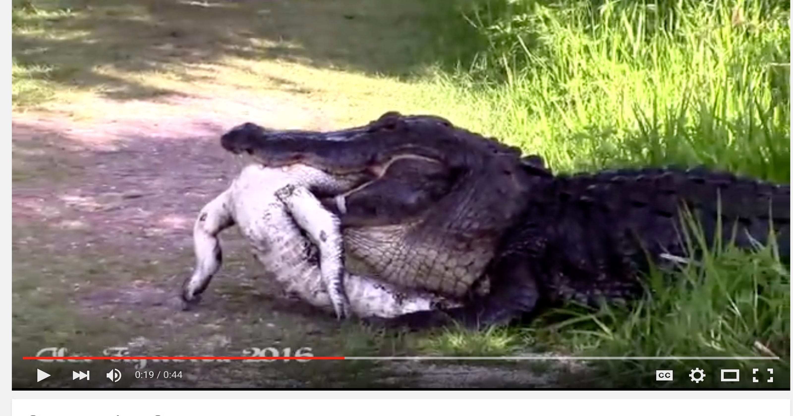 Watch Massive Alligator Eats Another Alligator In Florida