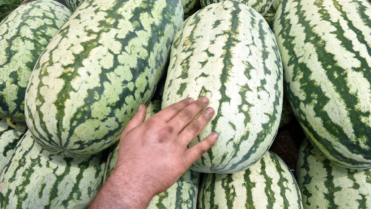 Mississippi Watermelon Farming in Smith County Gallery