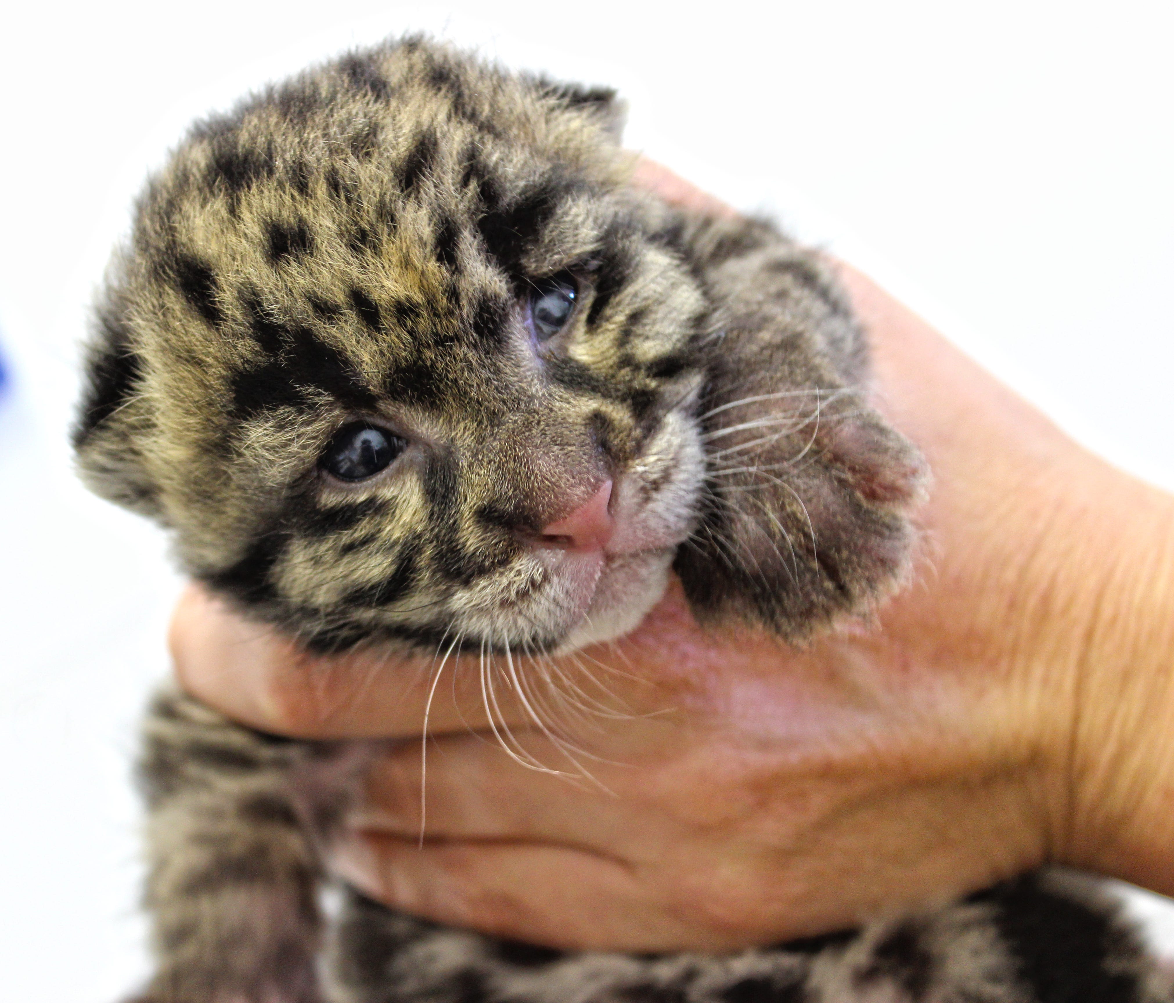 This Clouded Leopard cub was born March 4 and can be seen in the nursery window at the Tanganyika Wildlife Park in Wichita, Kansas.