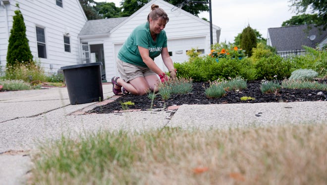 Lisa Rutkowski rids her garden of weeds on Tuesday in front of her home in East Lansing. The grass is turning brown in mid-Michigan because of the dry spell, and many local communities have banned open burning.