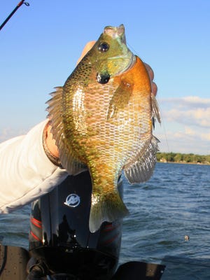 This dandy bluegill was part of an impressive mixed bag caught on a hot, humid night.