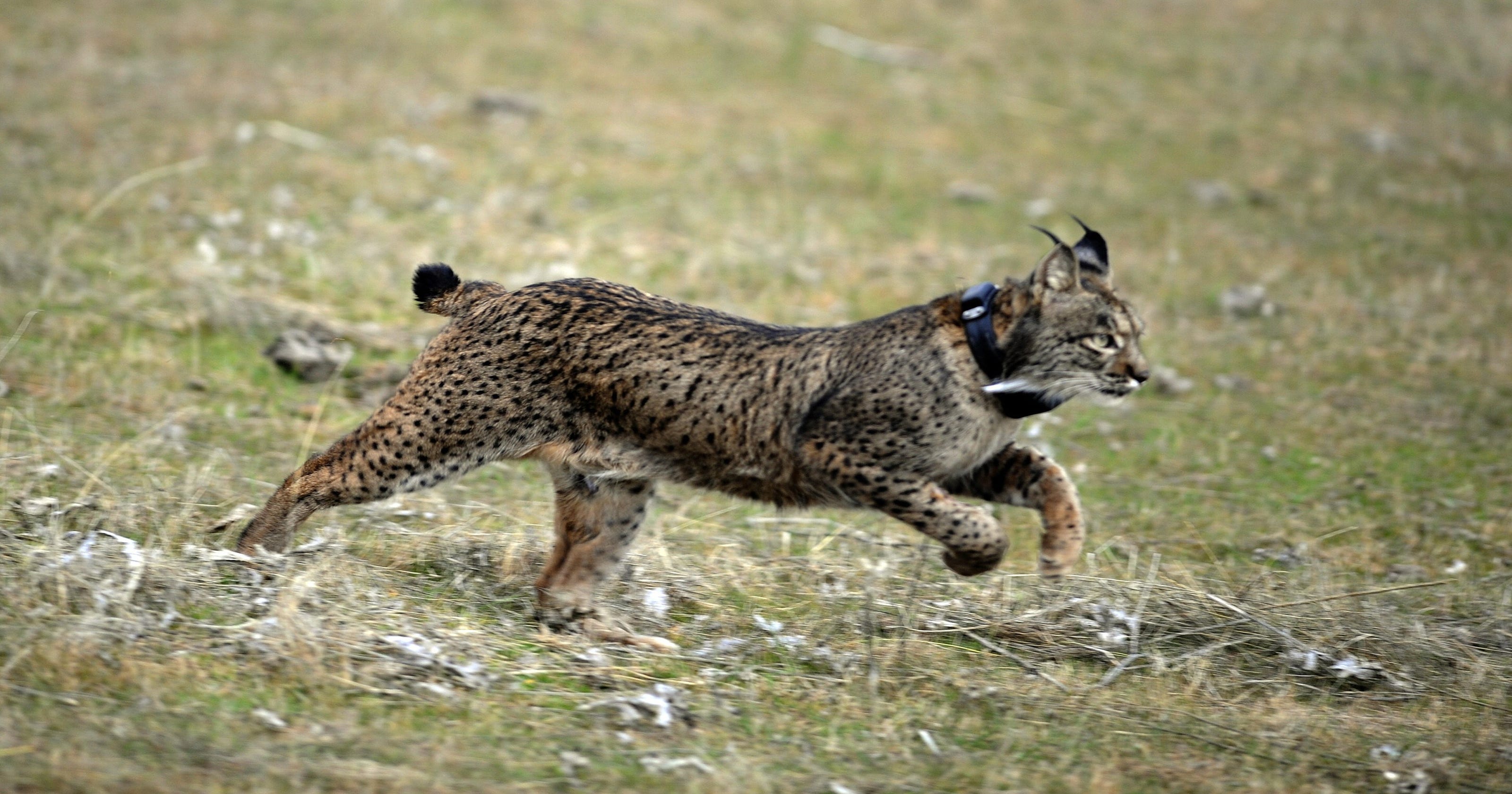 Saving The Iberian Lynx From Extinction One Cat At A Time