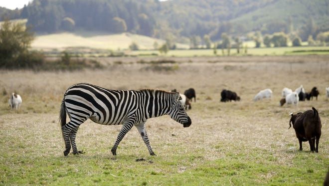 Zinfandel watches over goats on a farm along Airport Road near Lebanon, Ore., Monday Oct. 2, 2014. Zinfandel, a female Grant's zebra, is extremely protective of the goats raised by her owners, Norman and Rosalinda Vizina of Lebanon, Ore.