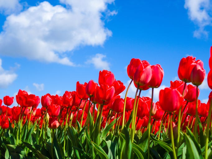 HD WALLPAPERS: SPRING PICTURES
