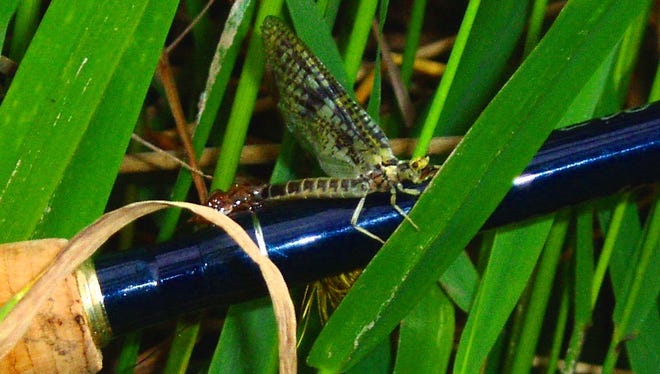 The drake is a fly often used by anglers to lure an unsuspecting trout.
