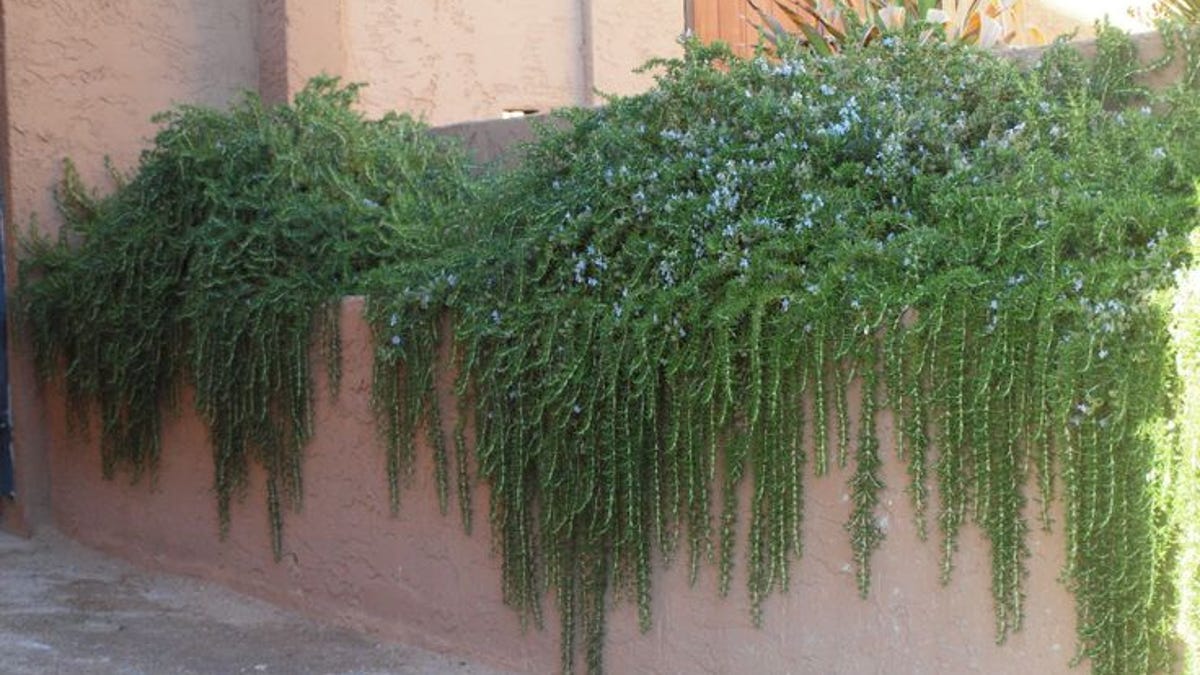Drought Tolerant Rosemary Not Just An Herb Plant