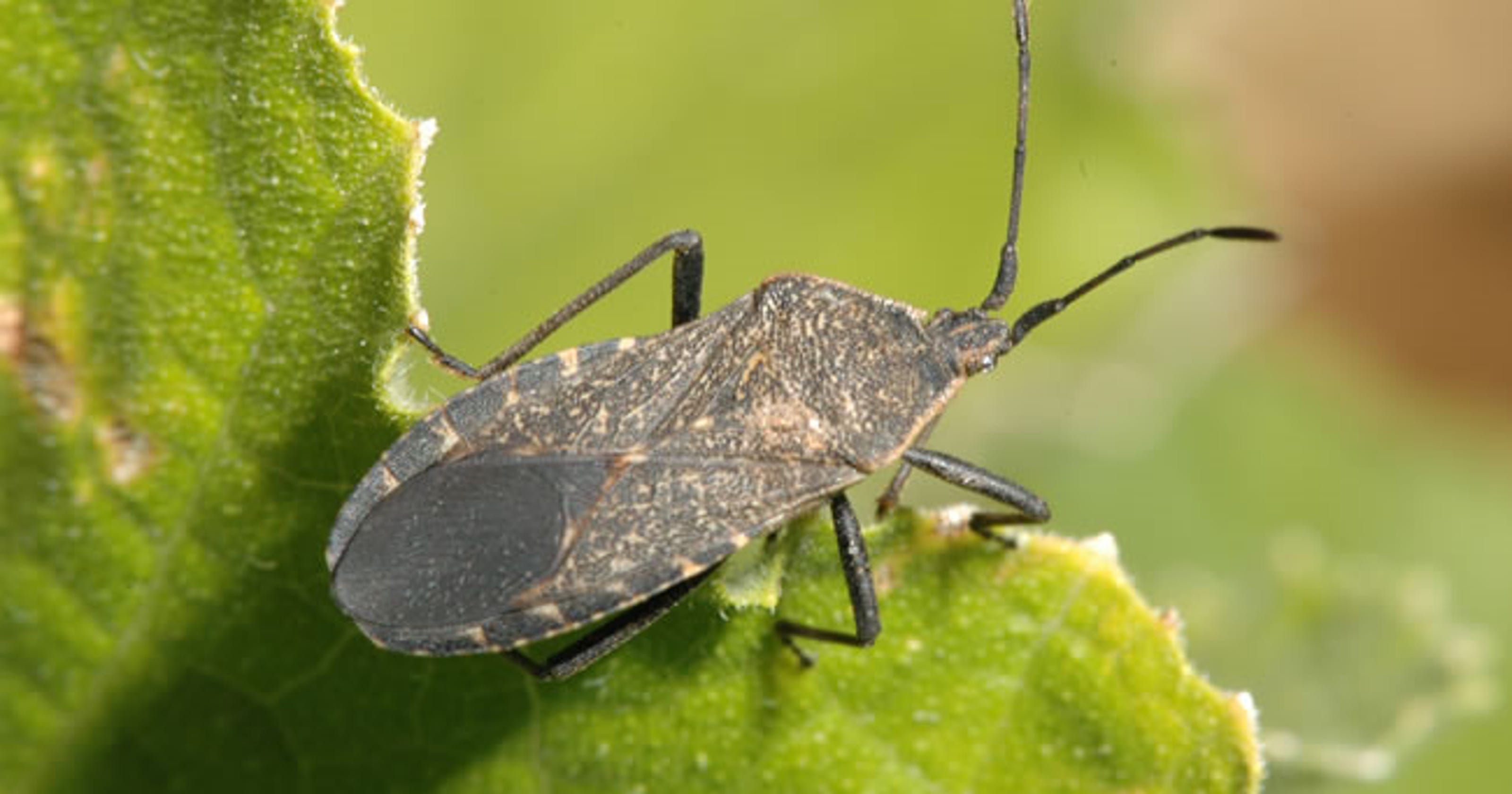 Start early to prevent or minimize squash bugs
