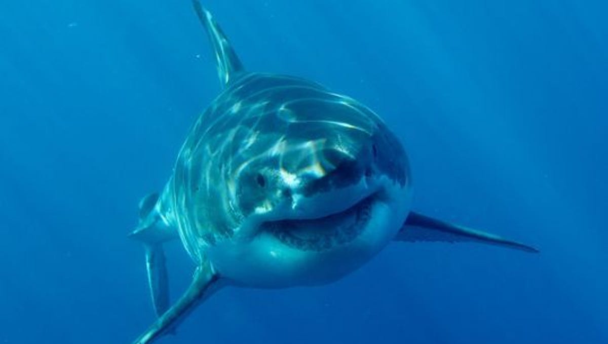 Great white sharks: 10 things you might not know about them