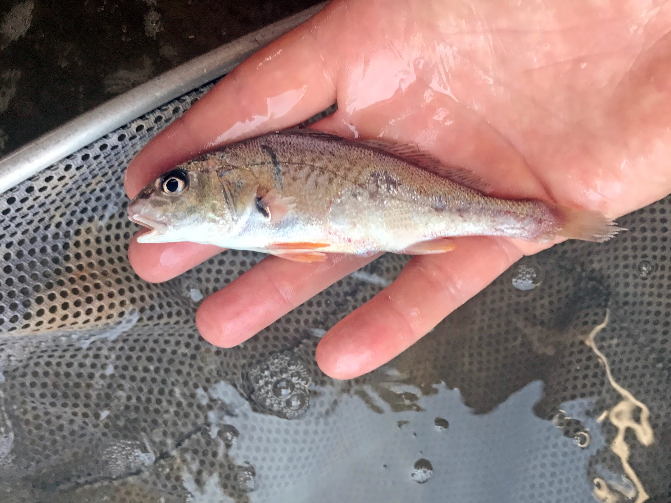 Spending less on bait croaker to catch more speckled trout