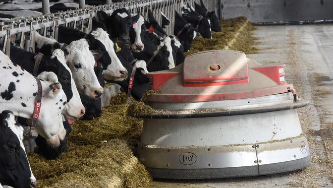 In this March 2018 photo, a self-driven machine cleans the feeding area of a dairy barn near Melrose.