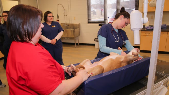 Instructor D.J. Smith (left) works with student Whitney Flatt during a radiology demonstration in Vol State's new vet tech lab. The patient, Red, belongs to Vet Tech Director Dr. Hope Wright.