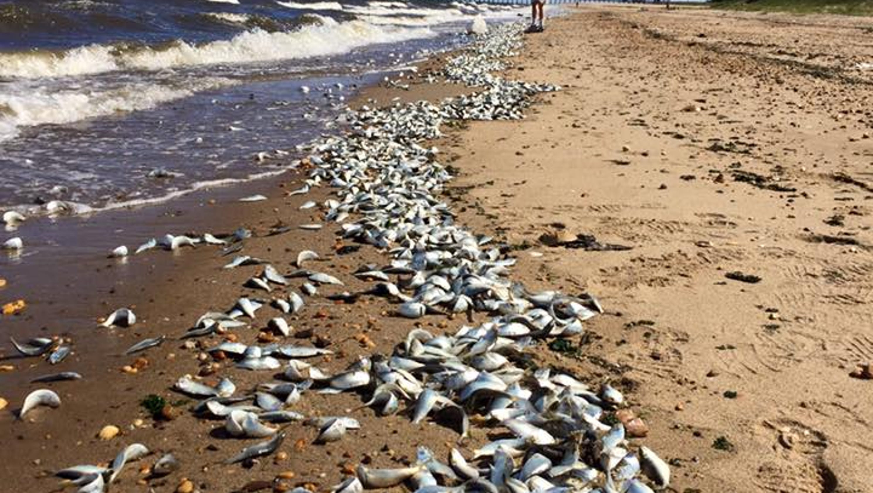 WATCH Thousands of dead fish wash up on Waackaack Creek, Keansburg