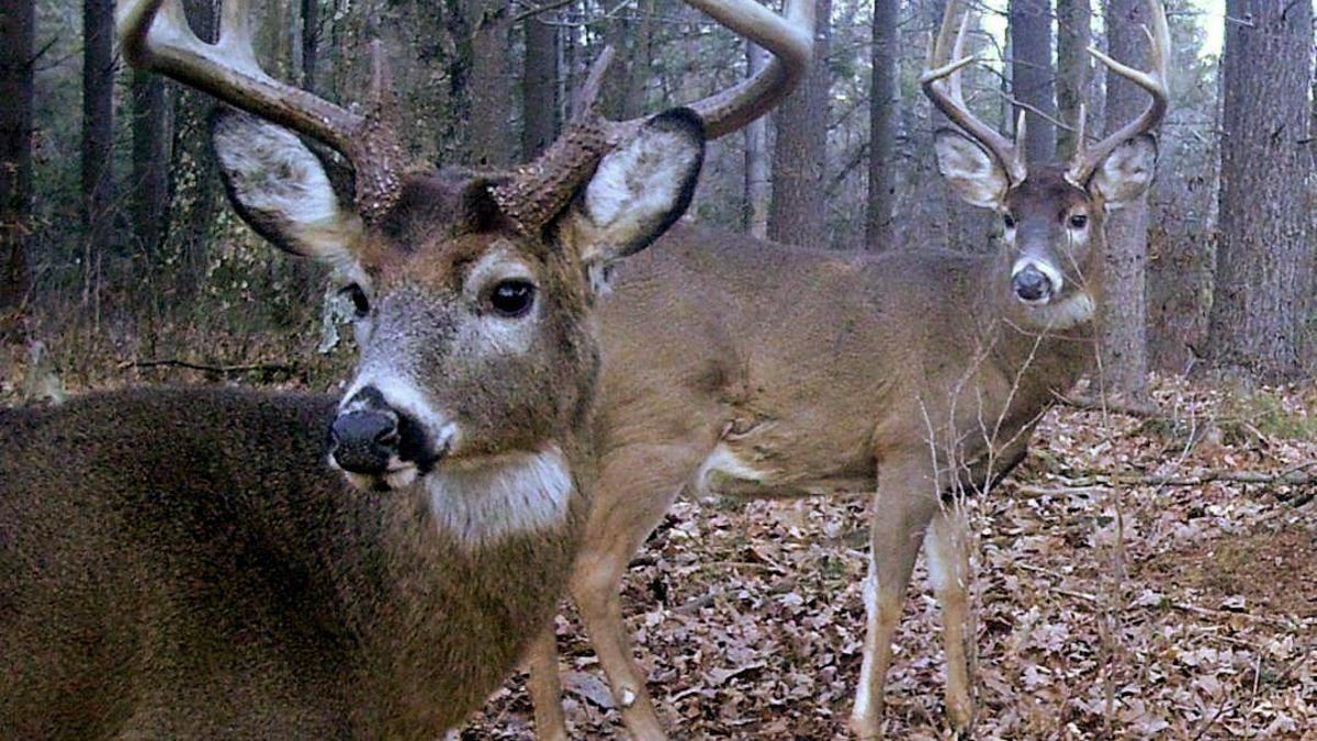 Ohio Deer Bonus Weekend 2022