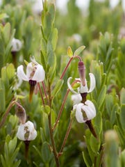 Once called “crane berry” by settlers because of its