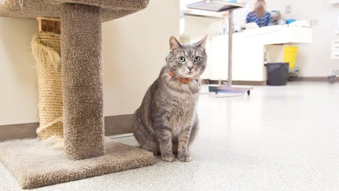 Dr. Bob, the office cat at Cats Only Veterinary Clinic