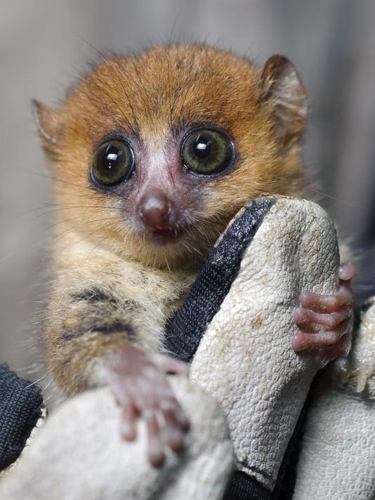 Island Of Lemurs Is A Near Perfect Nature Film