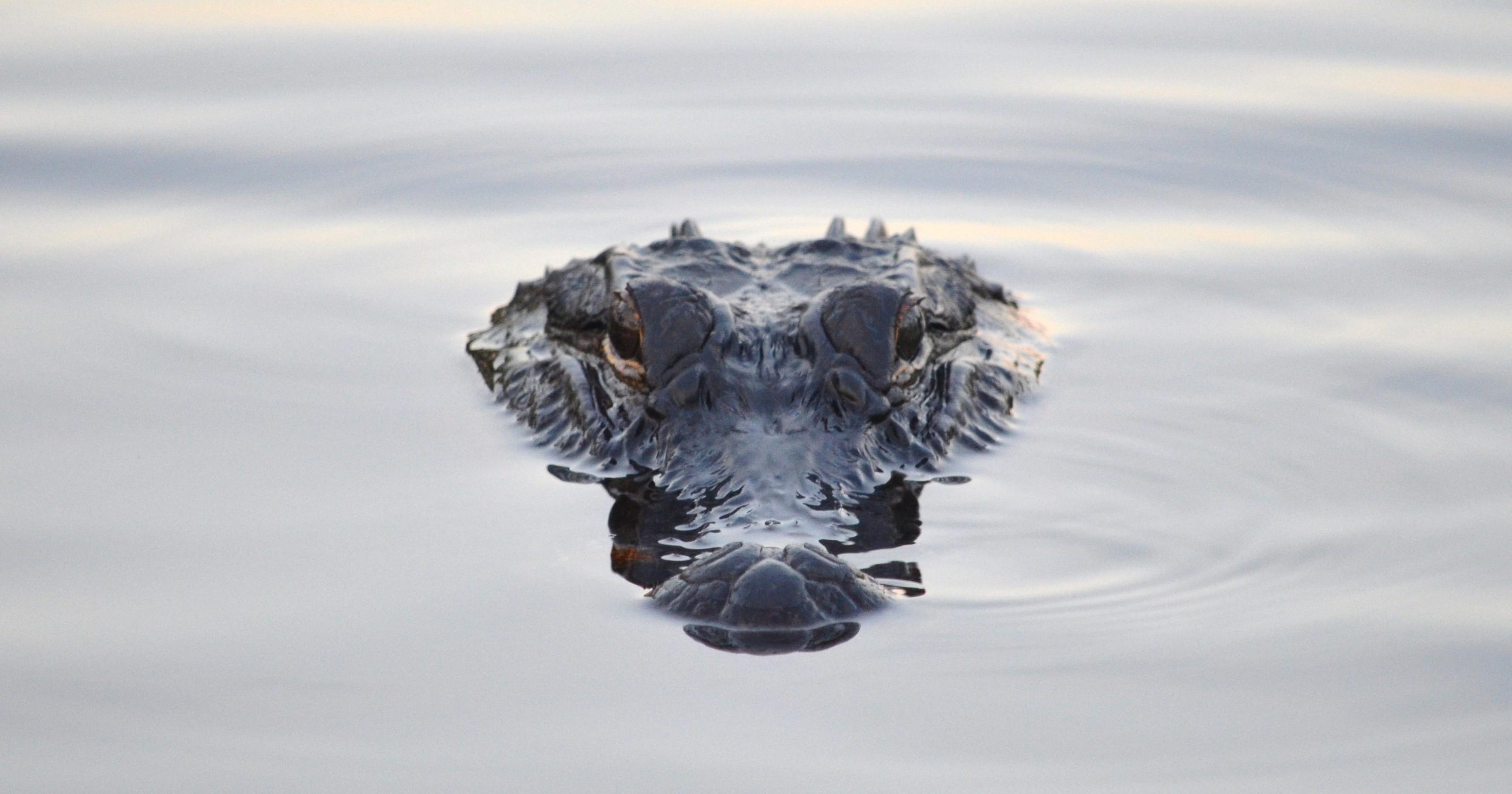 Alligator found, rescued from Lake Michigan
