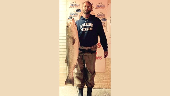Joe C. with a 33.5 pound 47" striper that he caught off the Brigantine NJ surf last year at this time.