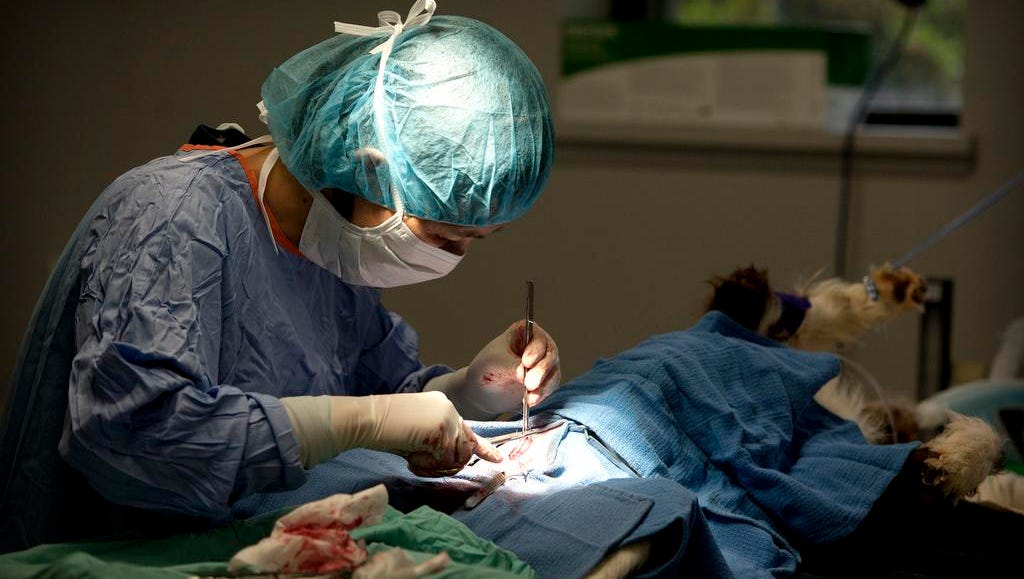 The Humane Alliance Ending animal homelessness