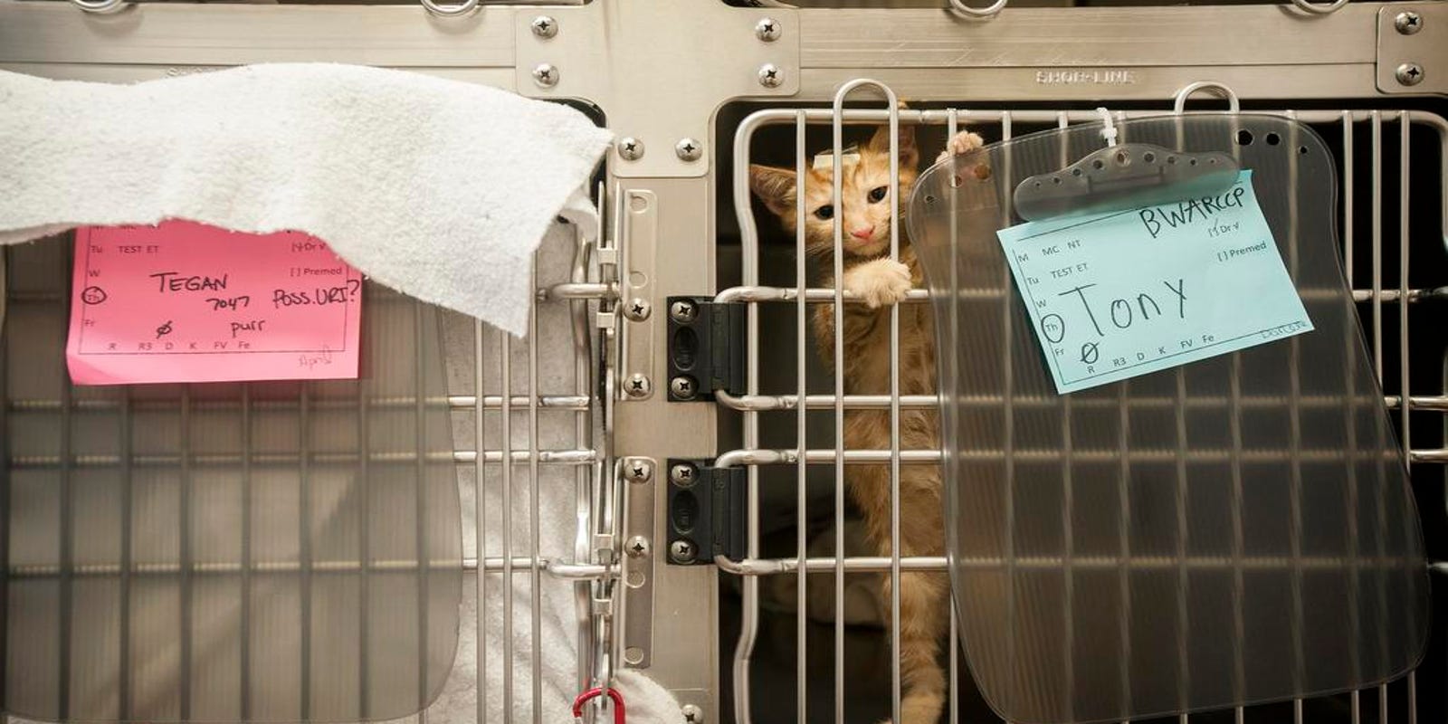 Open Door Shelter Temporarily Says No To Cats