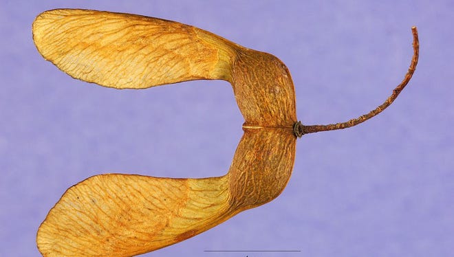 The helicopter seeds of maple trees are exquisitely designed for both human play and the trees’ reproductive fitness.