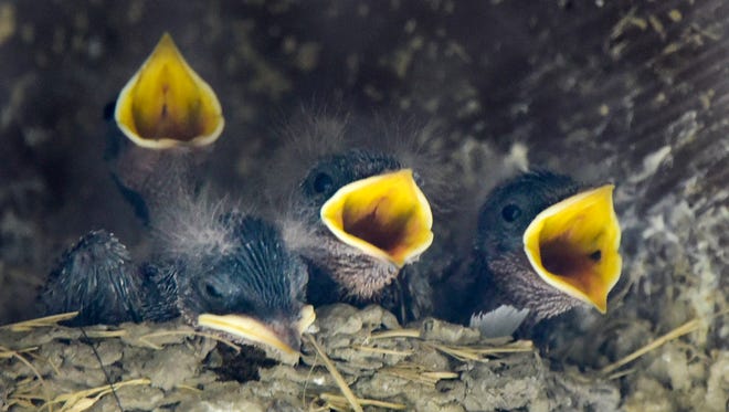Baby swallows wait for their mother to return to the nest on Kelleys Island.
