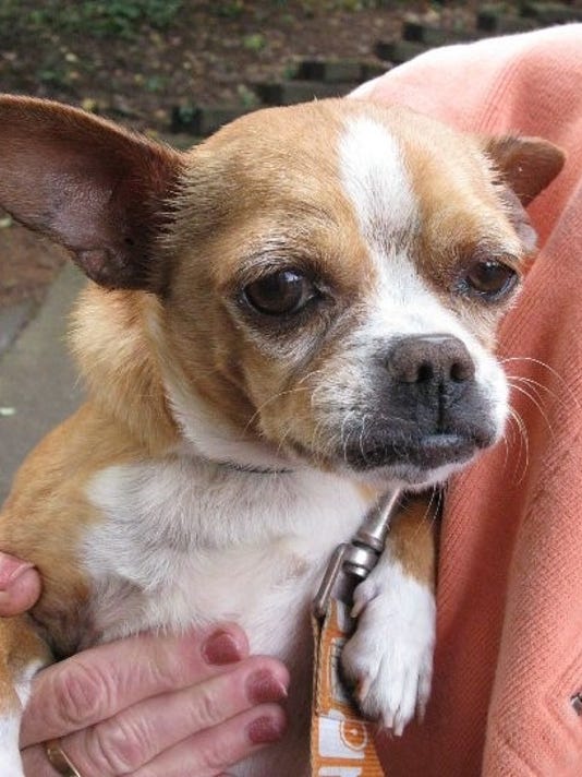 French Bulldog-Chihuahua mix looking for home