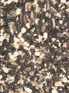 Can You Feed Flaxseed to Birds