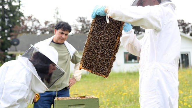 Department of Agriculture inspector Isaac Stapleton examines the honeybee hives of Dena Rash Guzman and Erik Guzman in Sandy after a mass bee die-off in August 2014.