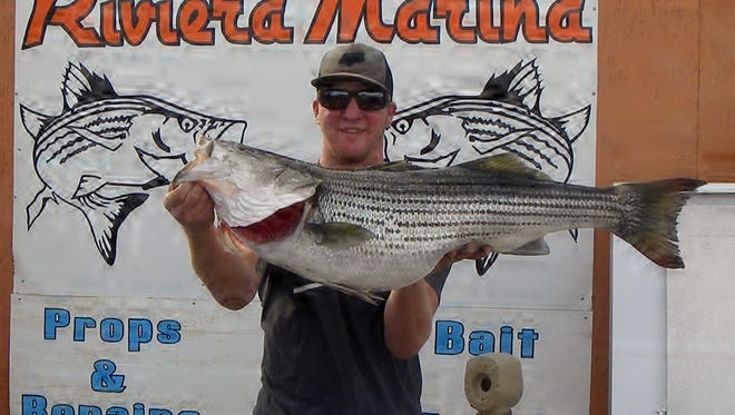 Justin Smith weighed in a 26.5-pound, 41-inch striper at Rusty’s Riviera Marina. He caught the fish while casting a Glide Swimmer from the shoreline near Rotary Park.
