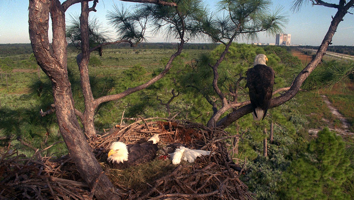 Bald Eagle Nests American Eagle Foundation